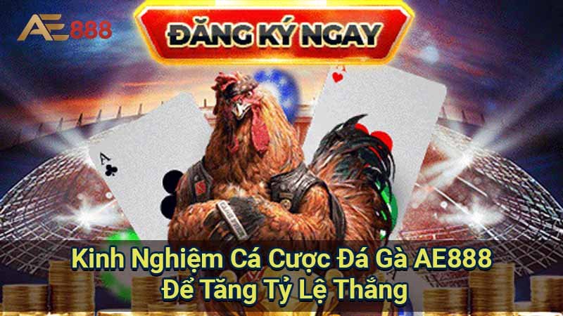 kinh-nghiem-ca-cuoc-da-ga-ae888-de-tang-ty-le-thang